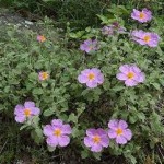 Cistus