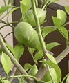 Citrus