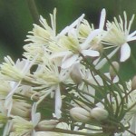 Clematis