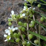 Cochlearia