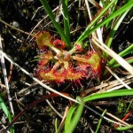 Drosera