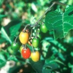 Dulcamara