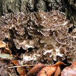 Champignons immunostimulants