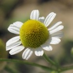 Chamomilla