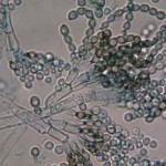 Champignons antibiotiques