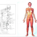 Neuralthérapie : la thérapeutique