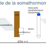 Neuralthérapie : la neurophysiologie