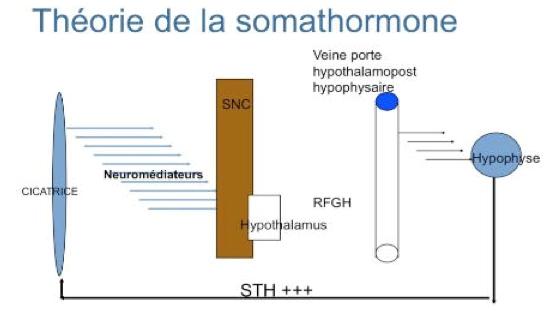 Somathormone