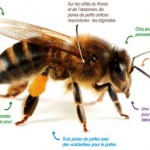 Apis mellifica
