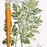 Daucus carota