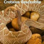 Crotalus cascavella