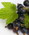 Ribes