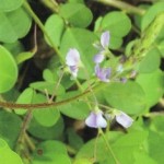 Desmodium