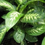 Dieffenbachia
