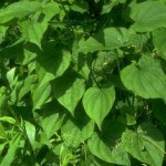 Dioscorea villosa