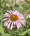 Echinacea