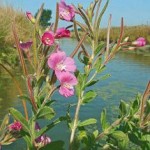 Epilobium