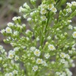 Erigeron canadensis