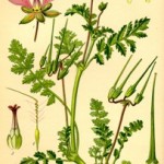 Erodium cicutarium