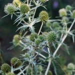 Eryngium