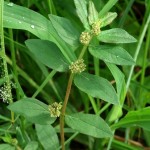 Euphorbia
