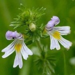 Euphrasia officinalis