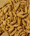 Foeniculum vulgare