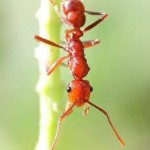 Formica rufa