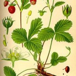 Fragaria vesca