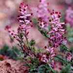 Fumaria officinalis
