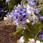 Guaiacum officinale