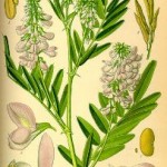 Galega officinalis