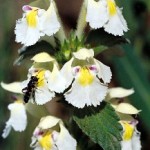 Galeopsis
