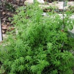 Galium