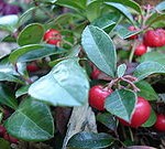 Gaultheria procumbens