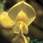 Genista