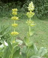 Gentiana