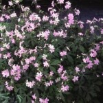 Geranium