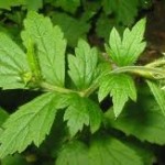 Geum