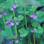 Glechoma hederacea