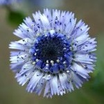 Globularia