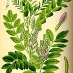 Glycyrrhiza glabra