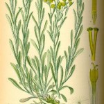 Gnaphalium