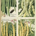 Phaseolus vulgaris