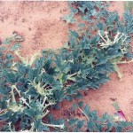 Harpagophytum procumbens