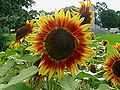 Helianthus