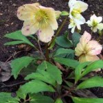 Helleborus
