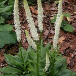 Helonias dioica