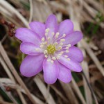 Hepatica triloba