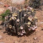 Hoodia gordonii